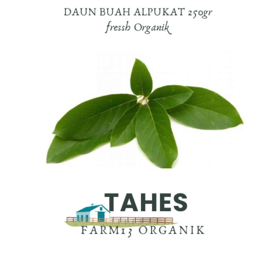 

Daun Alpukat Fresh Organik Tanpa Bahan kimia 250 gr Daun Alpukat