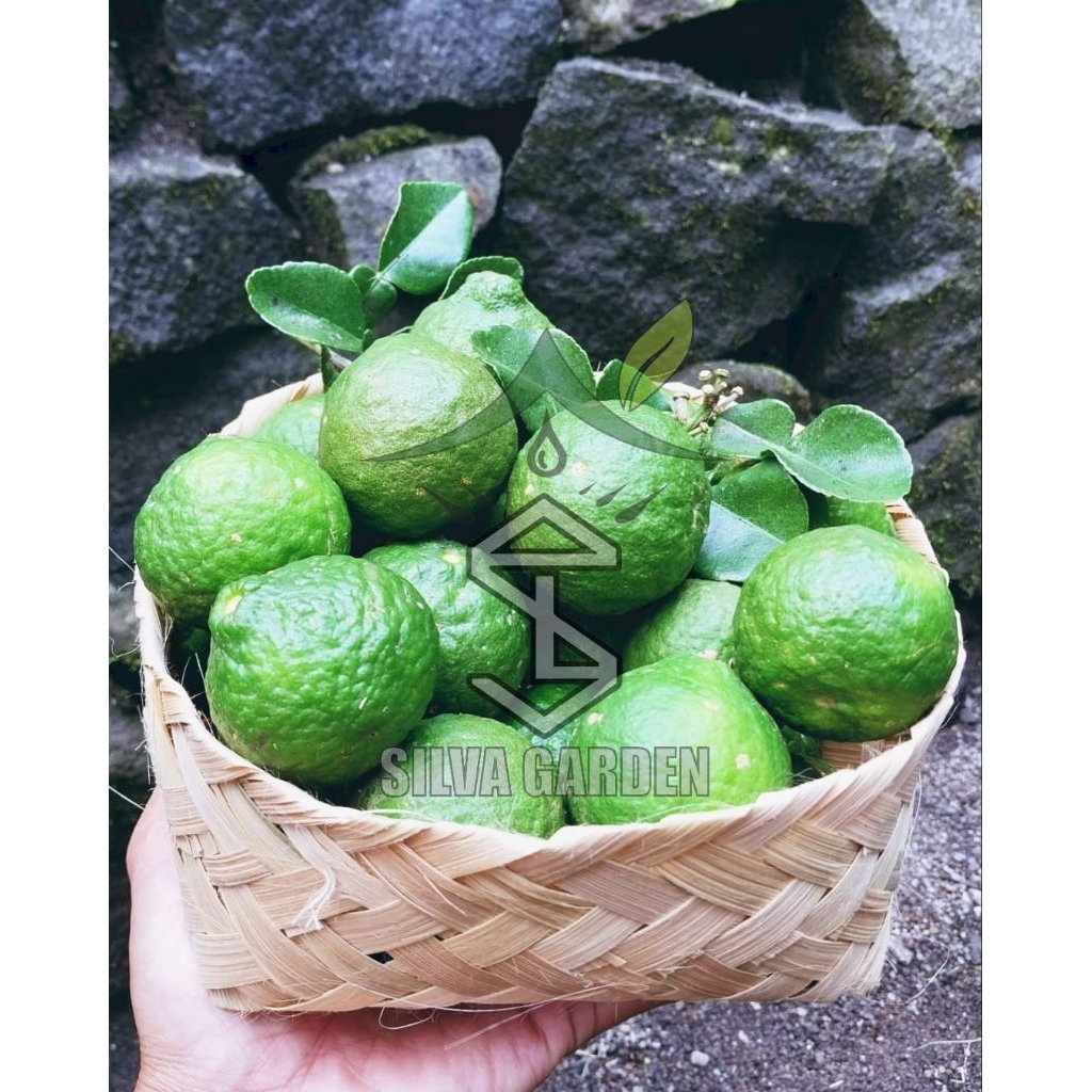

Jeruk Purut Merapi Organik