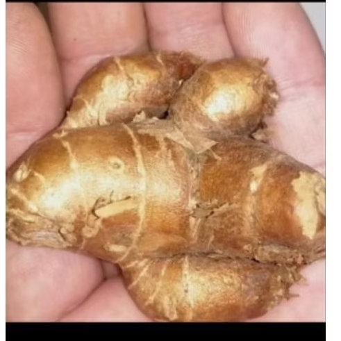 

kencur 250gram