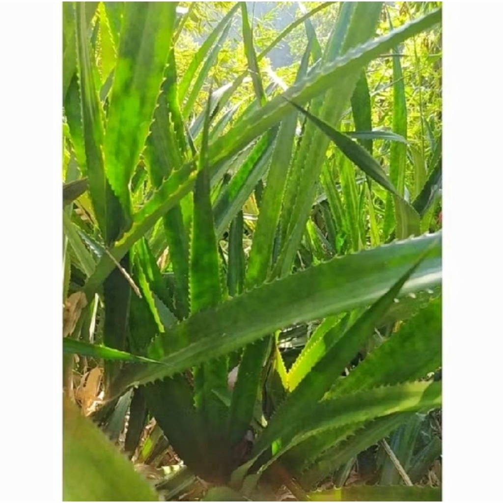 

Daun Nanas Merah/Nanas Sabrang/Nanas Hutan Segar 1 Kg