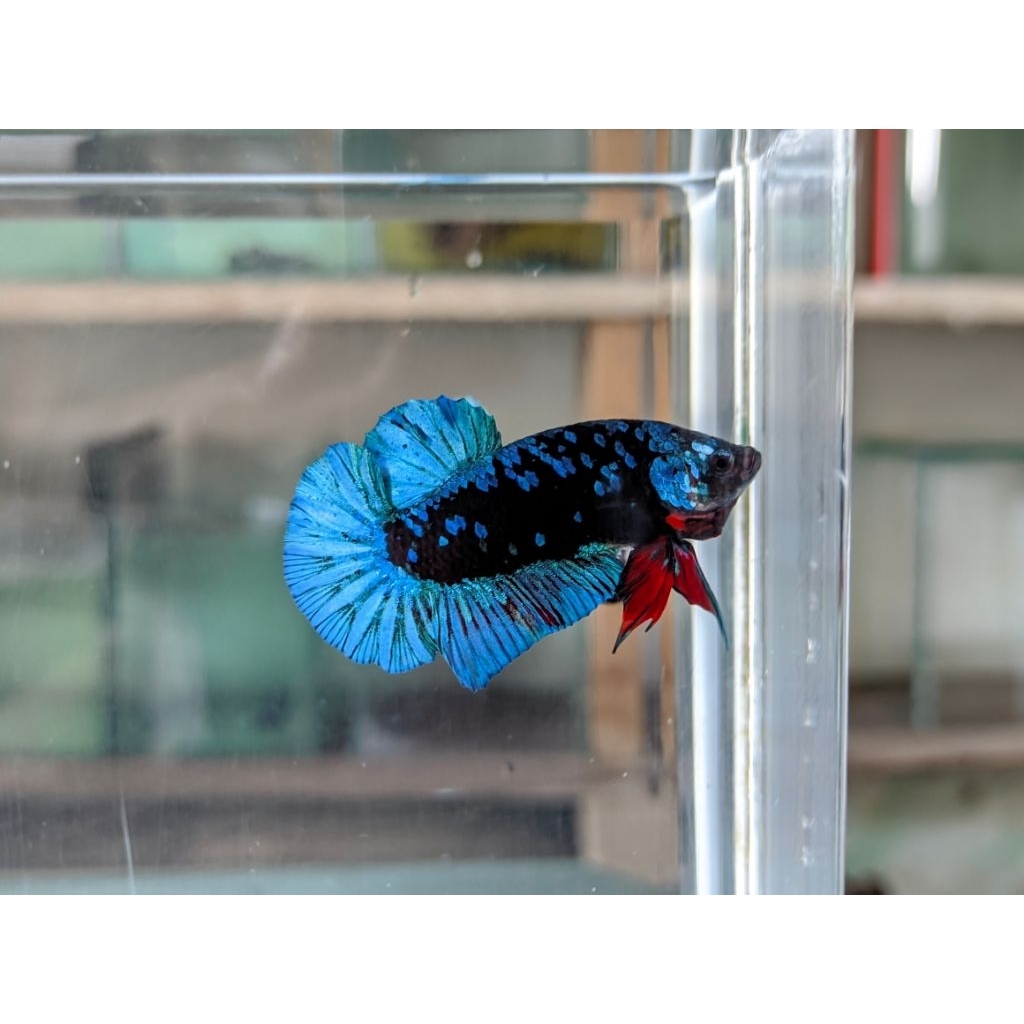 Ikan Cupang Hias | Betta Fish Warna Cantik | Cupang Plakat, Halfmoon, Fancy, Giant