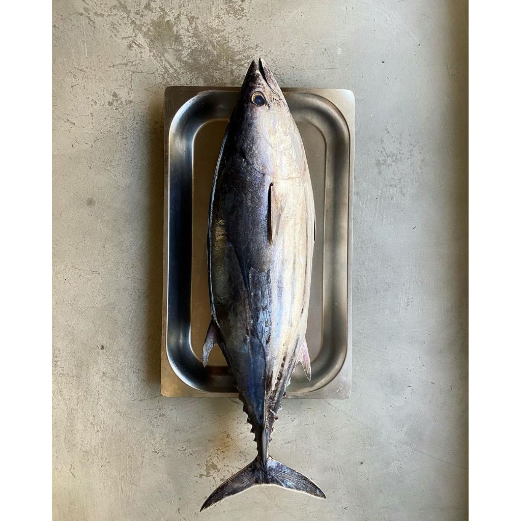 

Baby Tuna Fresh Frozen 1 Ekor Ukuran 400-500 Gram