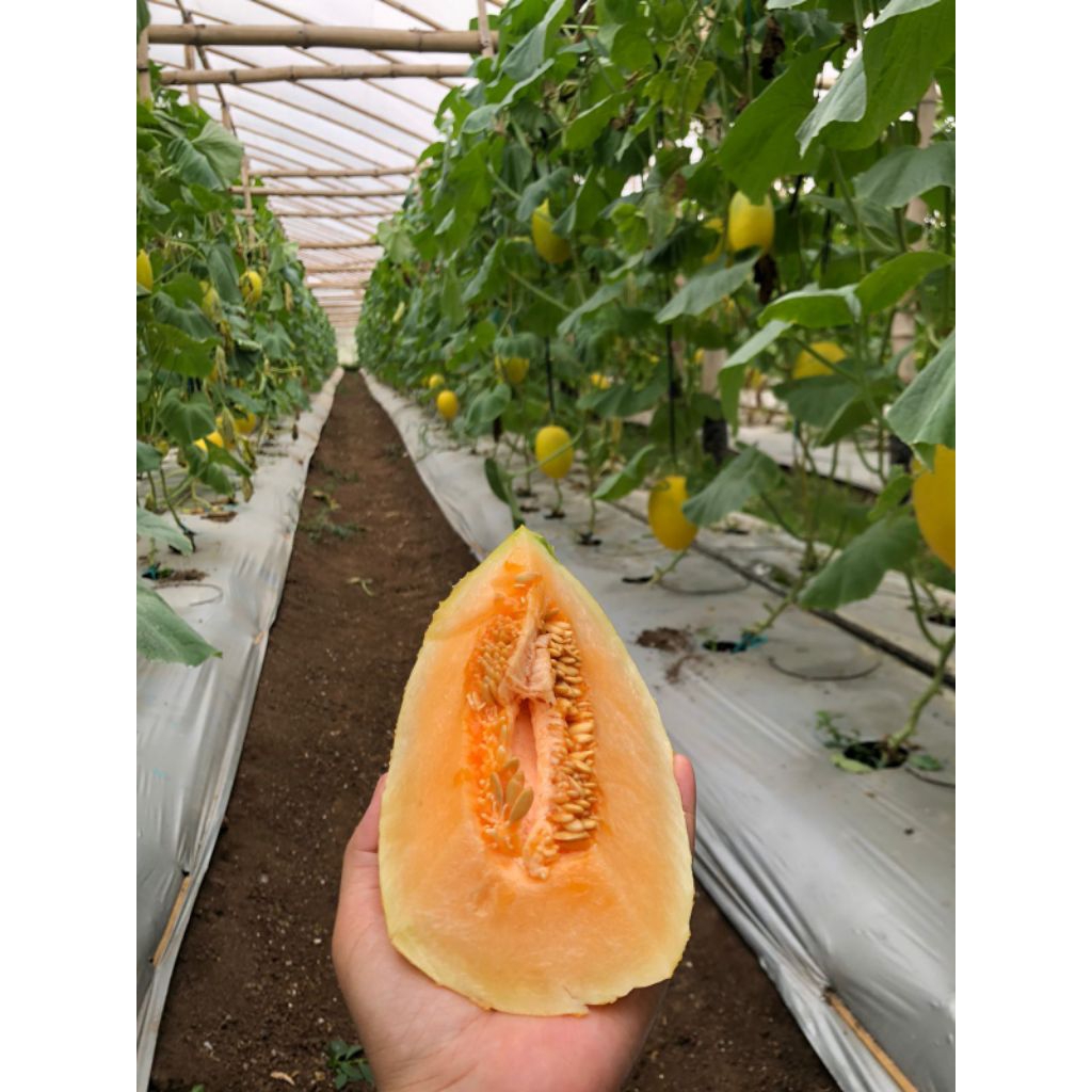 

Melon Sweet Lavender Grade B