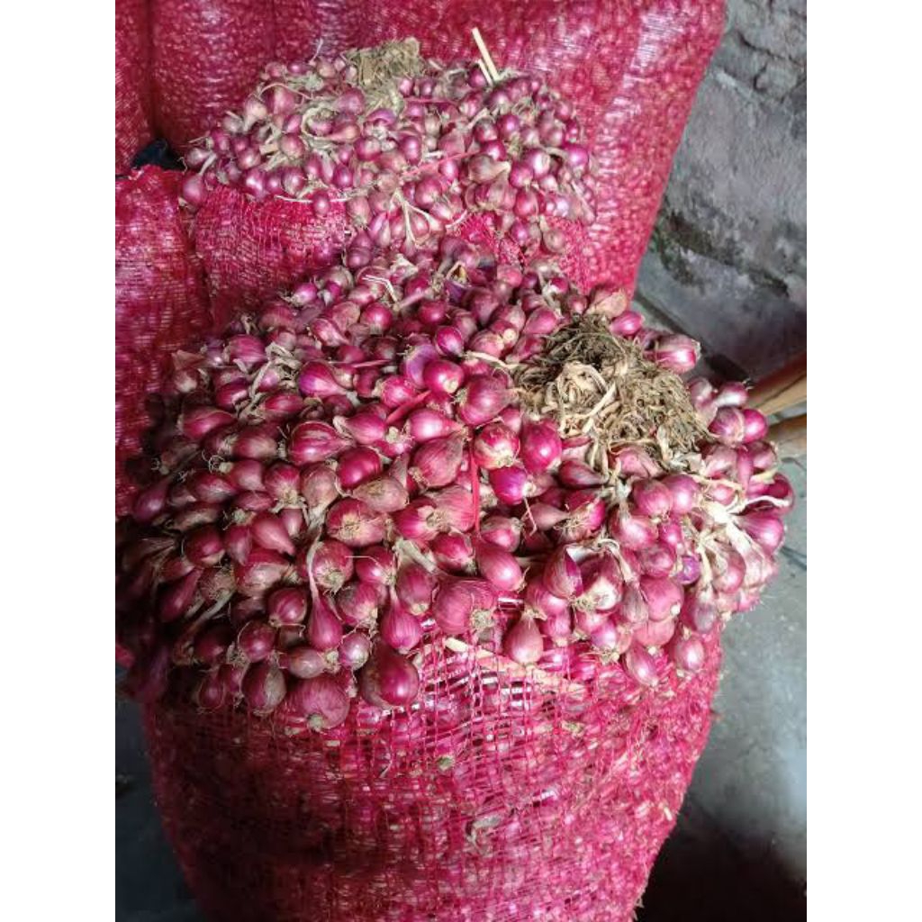 

BAWANG MERAH KERING LANGSUNG DARI PETANI TUBAN, HASIL PANEN, AWET & WANGI!