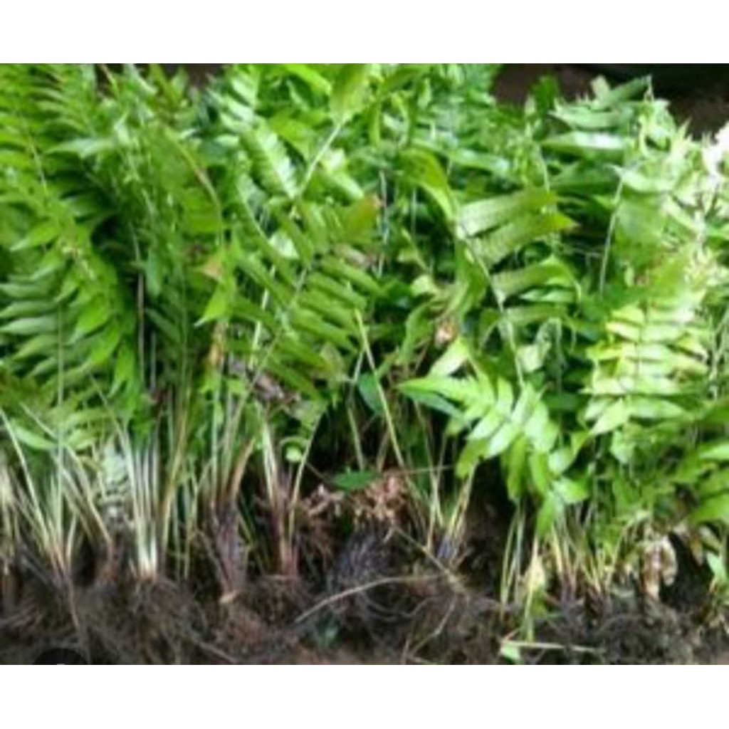 PAKIS SAYUR DAN TANAMAN HIAS