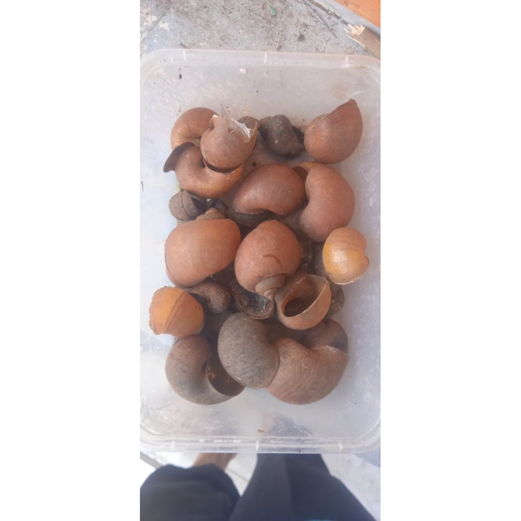 

keong emas sawah 500 gram