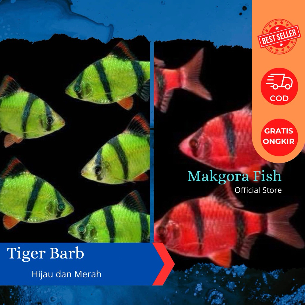 Ikan Hias Tiger Barb Sumatra Merah Hijau Ikan Hias Warna Warni