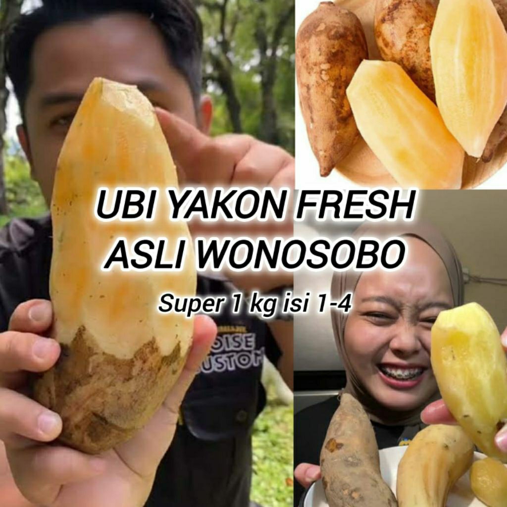 

Ubi Yacon Fresh Asli Super Berkualitas Langsung Dari Petani ,1 Kg Isi 1-4 Buah