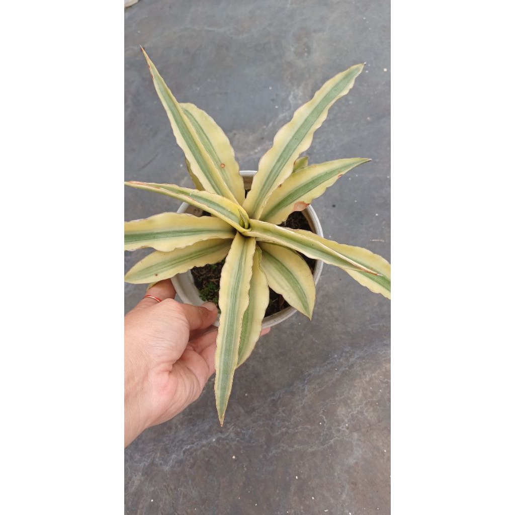 Tanaman Sansevieria variegata Sansevieria katana variegata