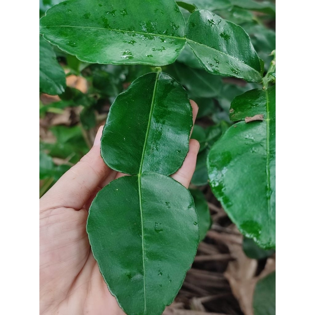 

Daun Jeruk Purut segar