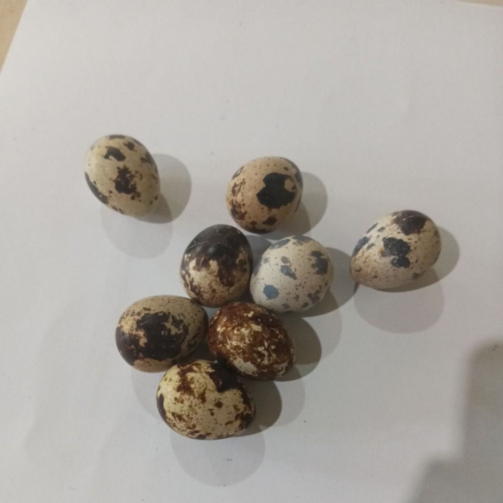 

Telur Puyuh | Omega 3 & Albumin.