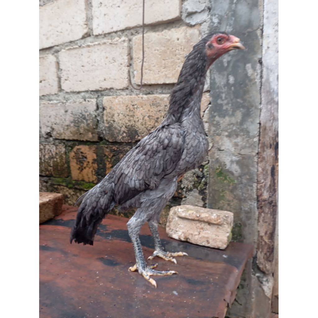 Ayam bangkok birma betina dedara umur 6 bulan di Jakarta