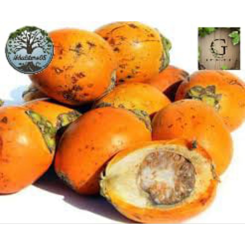 

Buah Pinang Tua Asli 1kg Buah Jambe tua Murah
