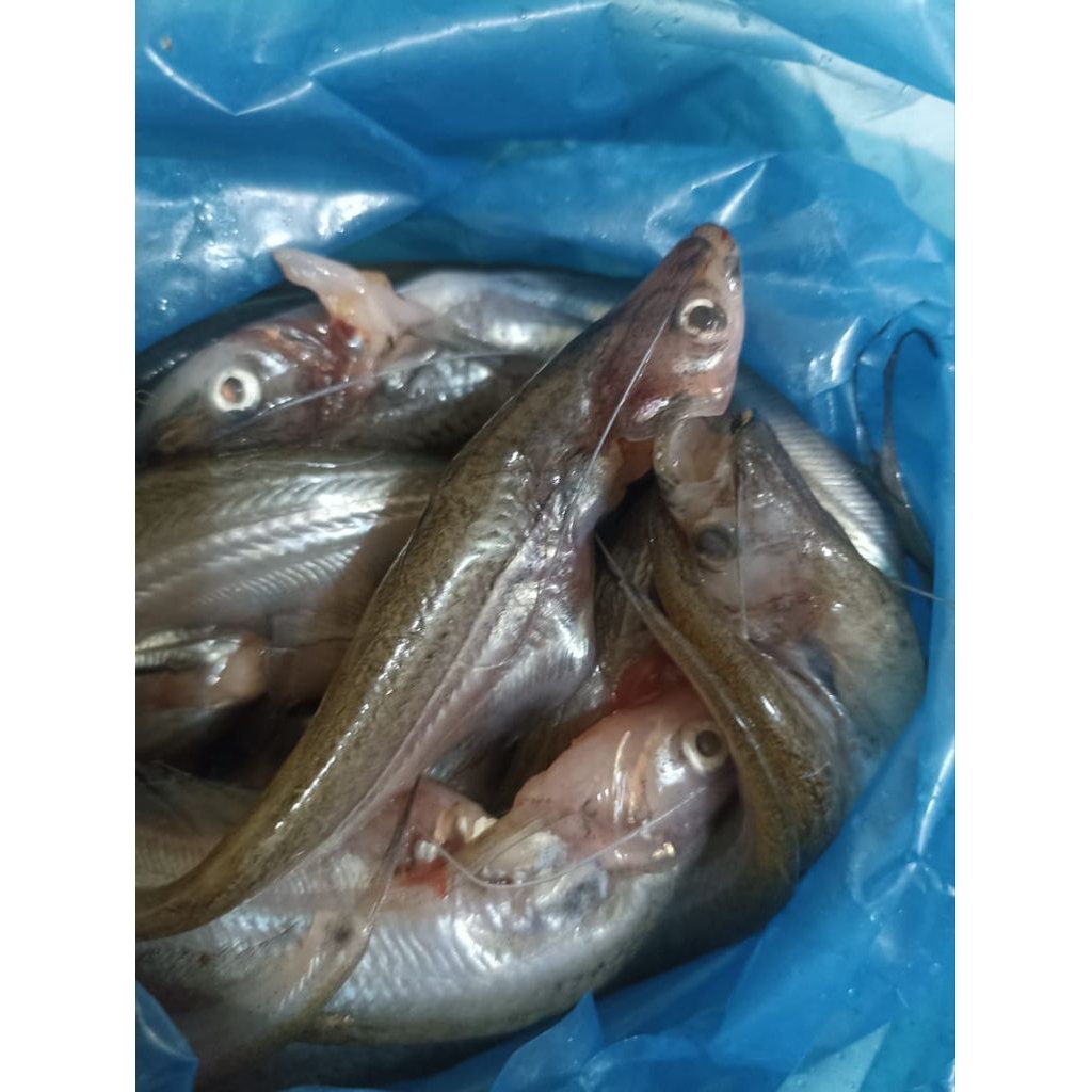 

ikan Lais segar 300 gram