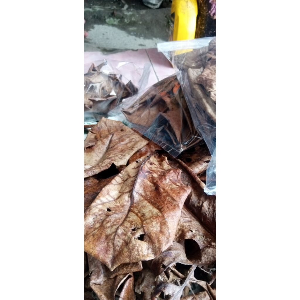 

Daun ketapang