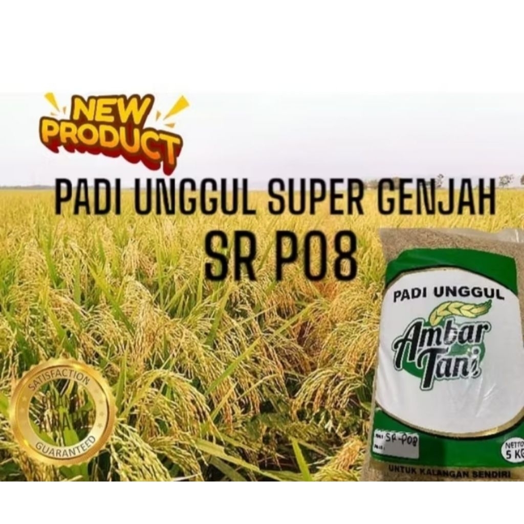 Padi unggul SR