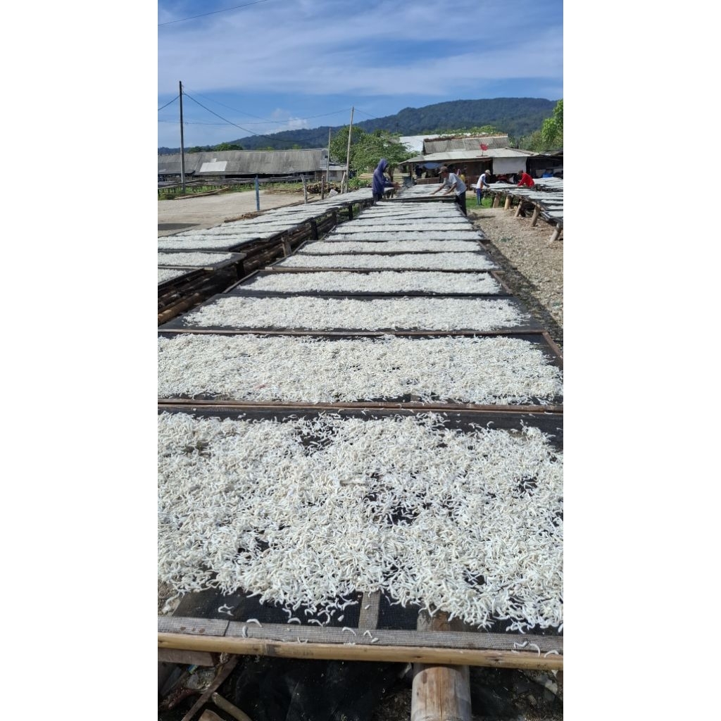 

Teri nasi premium /Teri nasi rebus kering /Teri nasi medan 500gr