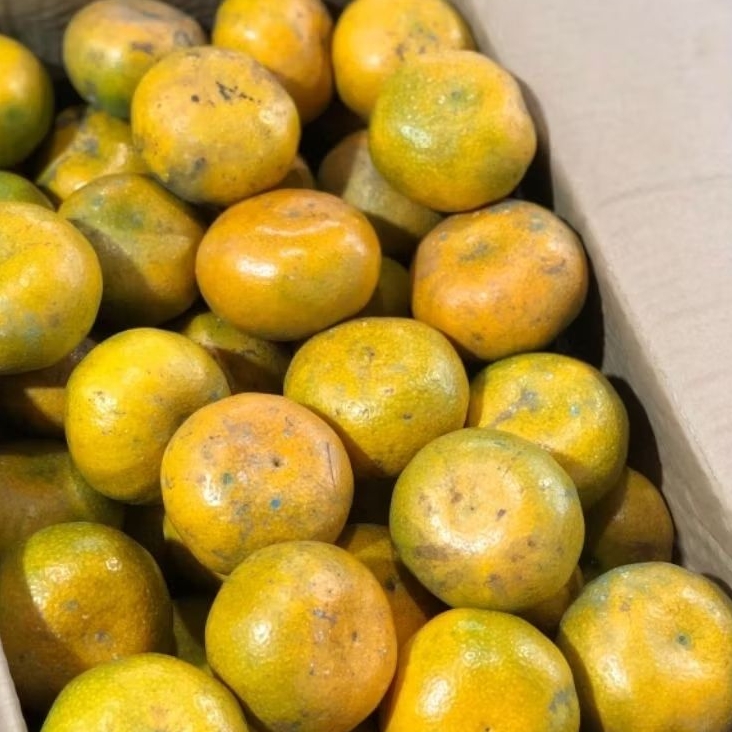 

jeruk Medan Berastagi 1000g