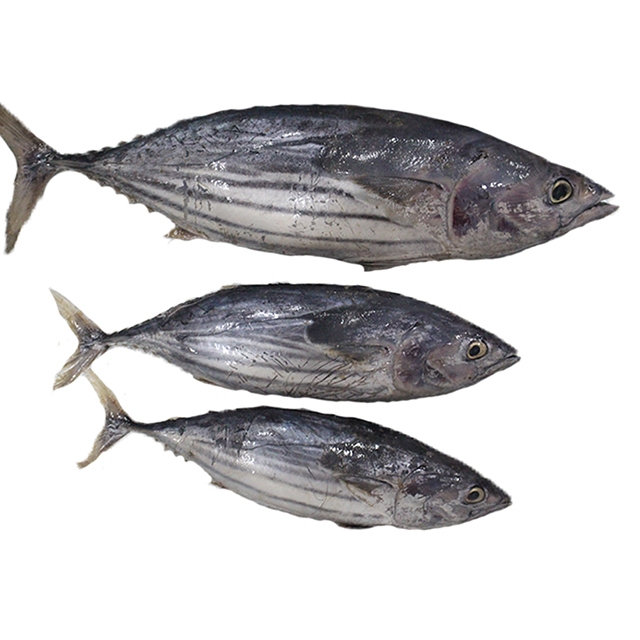 

Ikan Cakalang Segar Ikan tongkol Cakalang 1Kg