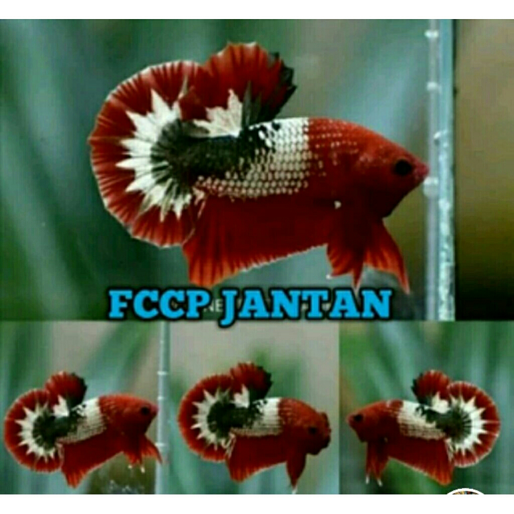 sepasang cupang plakat fccp red usia 4 bulan up siap bredd betina full telur