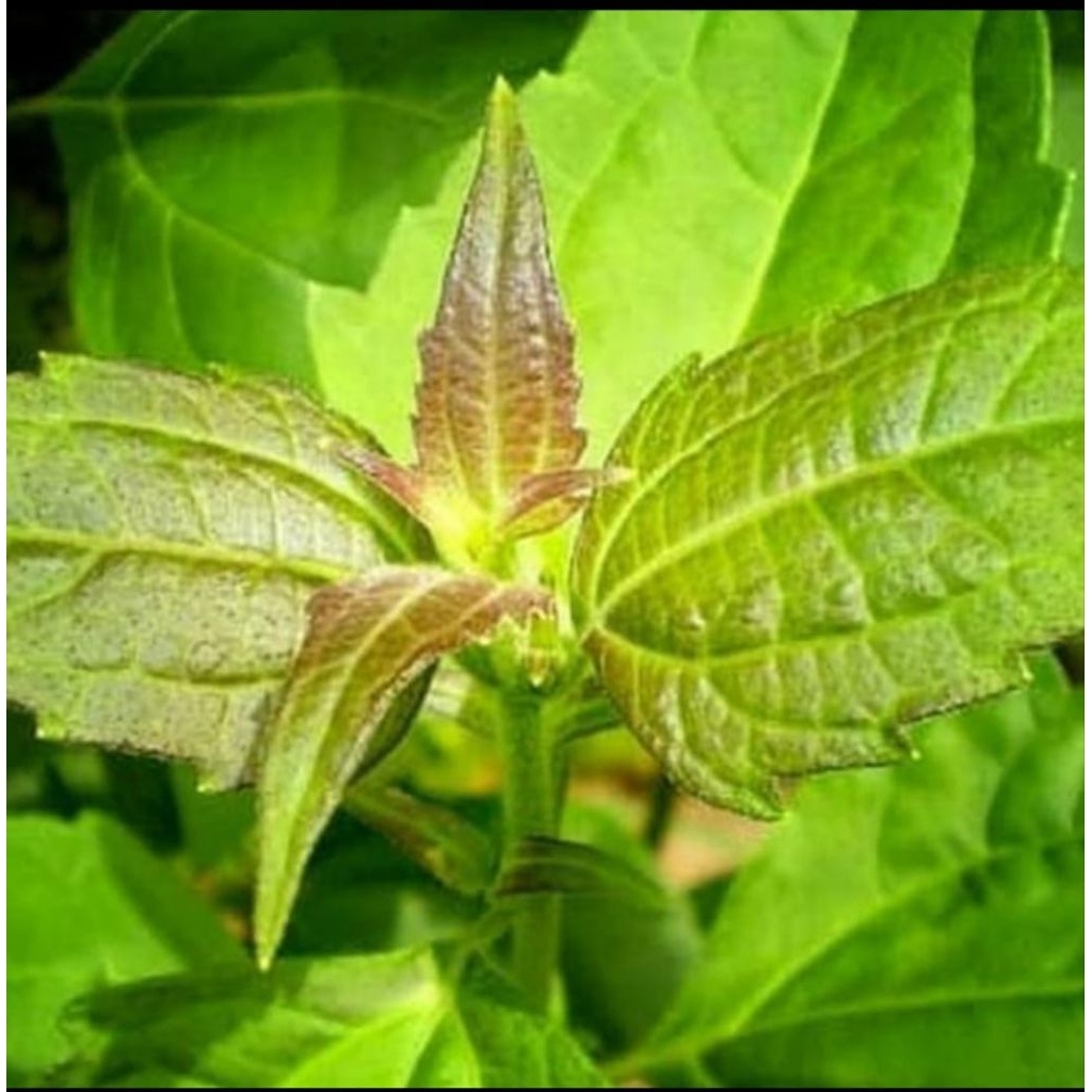 

daun kaposanda/kirinyuh segar 500 gram