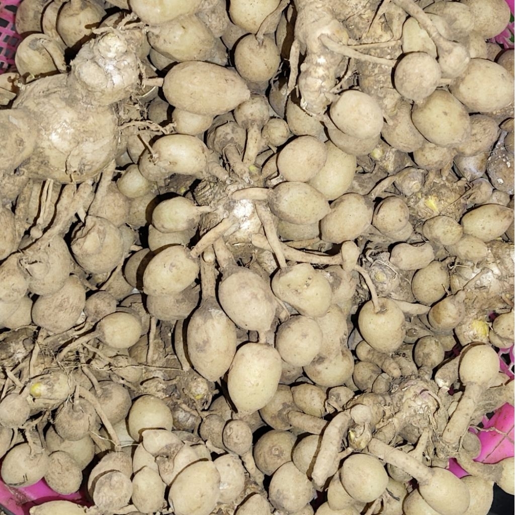 

Kunci Putih (Konceppet)