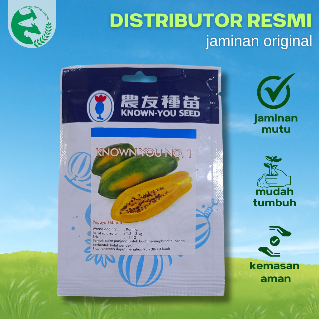 Benih Pepaya Hibrida Bangkok 50 Seed KNOWN YOU No 1 Manis Brix 12 Unggul Lebat Cap KYS