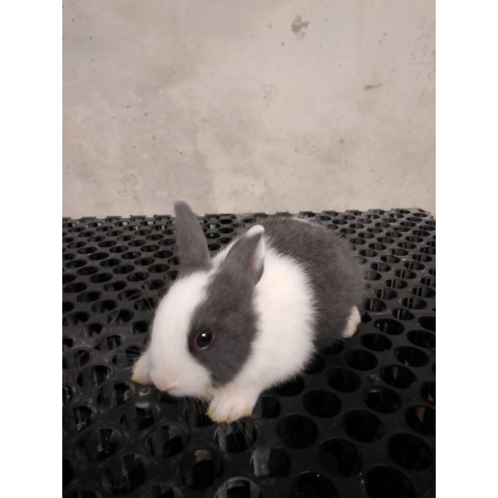 kelinci dutch anakan umur 2bln-+