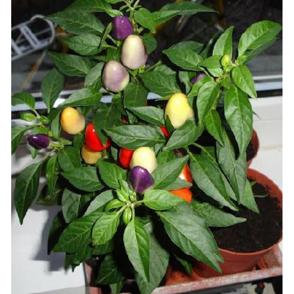 Bibit Cabe Pelangi Sudah Berbuah