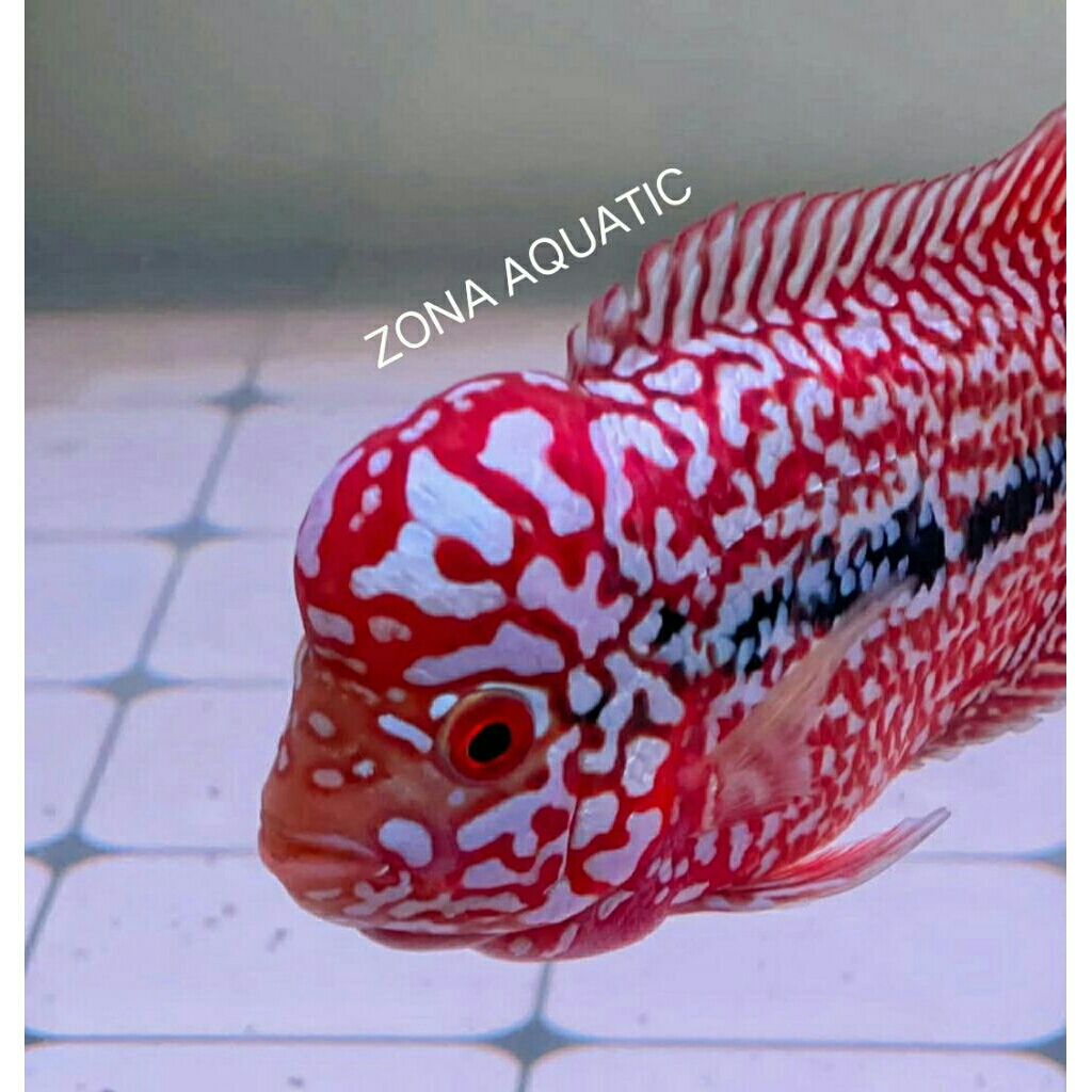 Zona aquatic kamfa V8 super Thailand