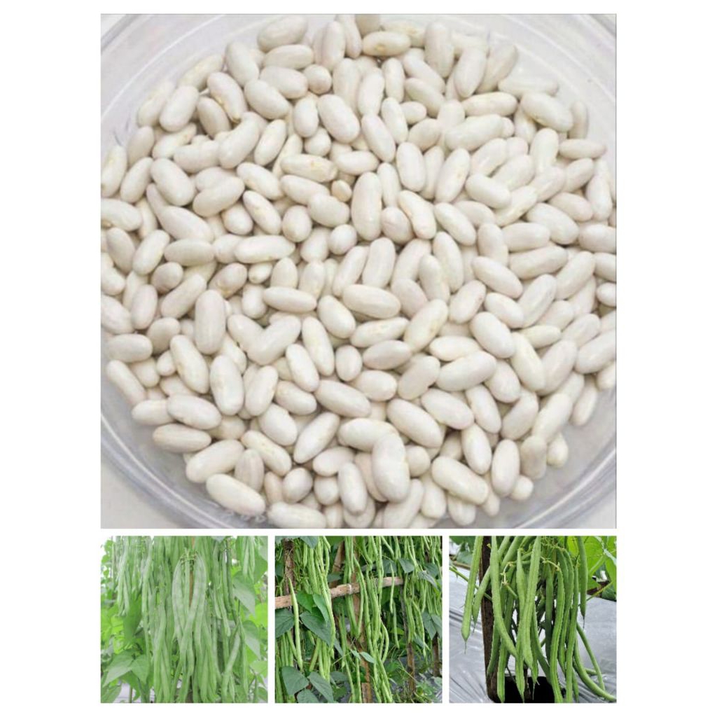 

jual biji buncis logawa super lebat 1 kg isi ribuan biji kualitas unggul cocok di tanam