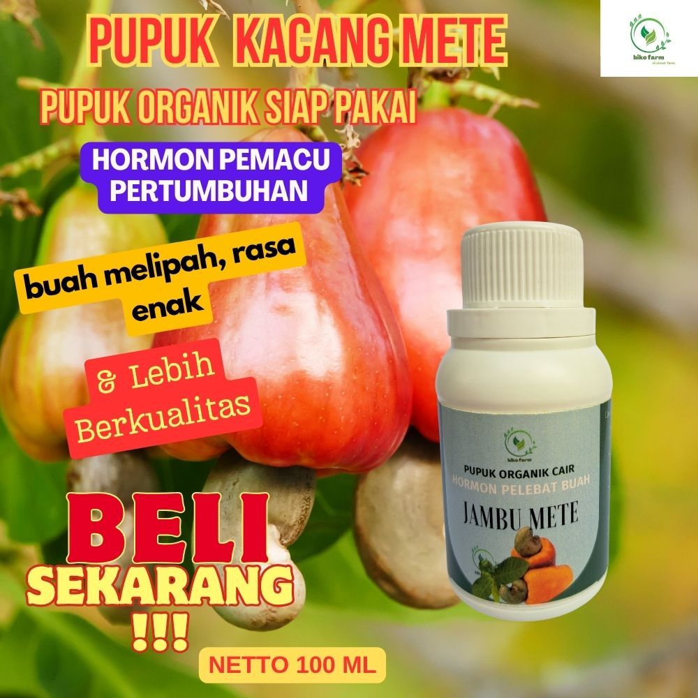 Pupuk Organik Cair Pelebat Buah Jambu Mete. Pupuk Organik Cair Memperbesar Buah Jambu Mete