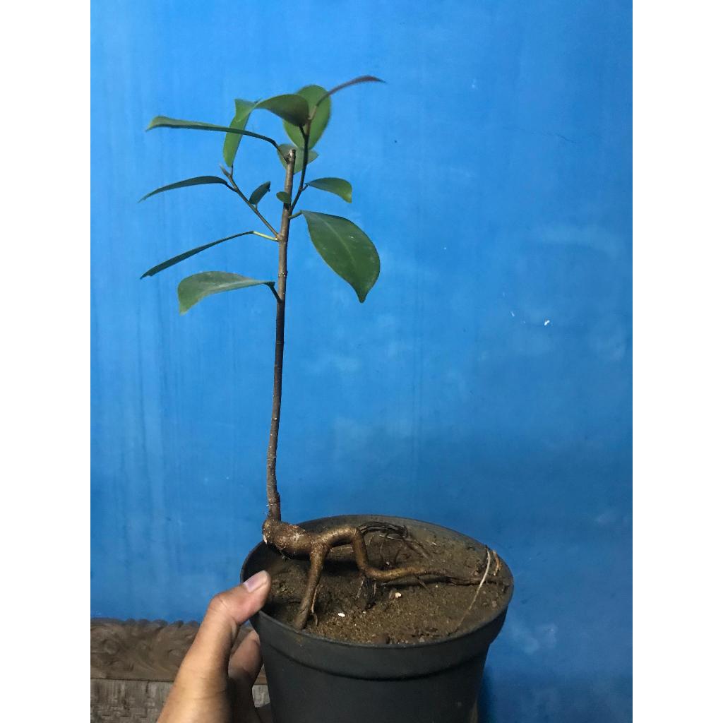 Bonsai beringin korea setengah jadi