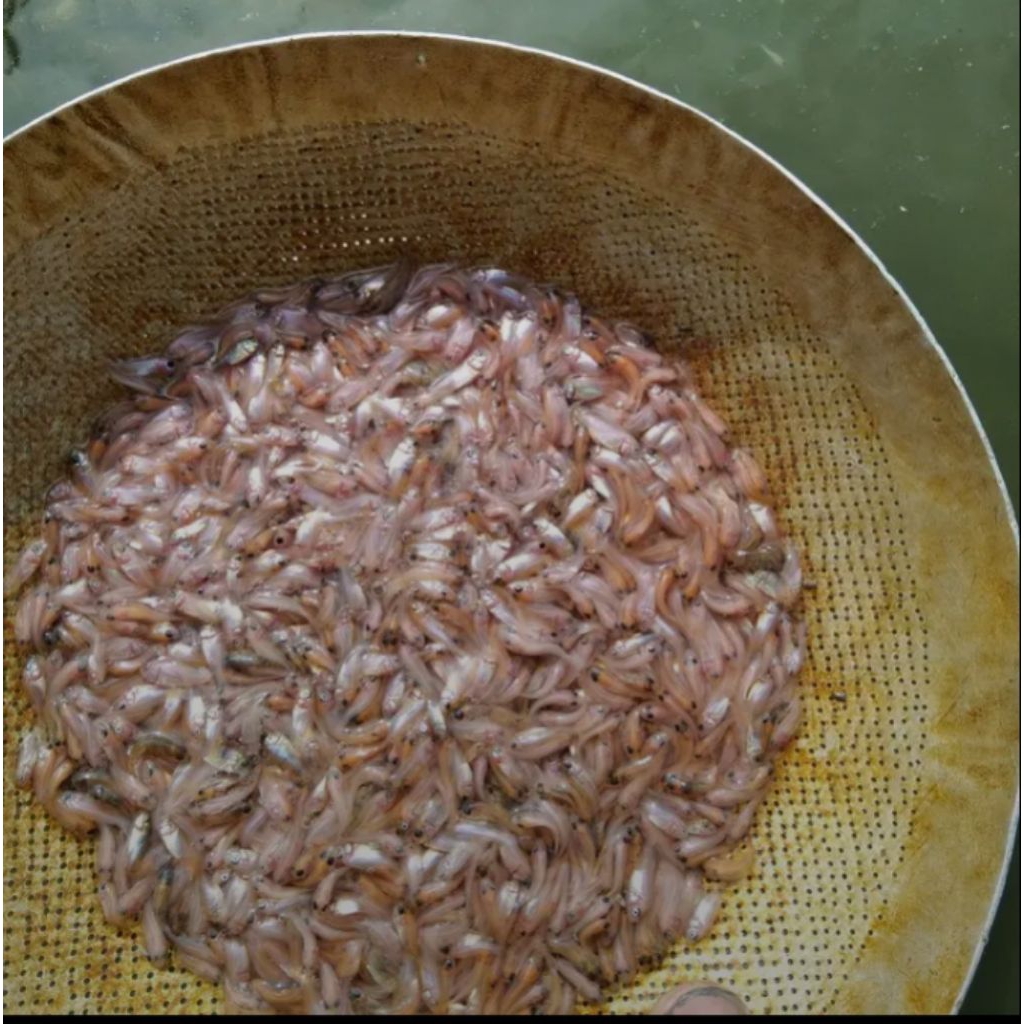 

nila merah Bangkok isi 130 ukuran 2cm terbaik daging tebal dan gurih.