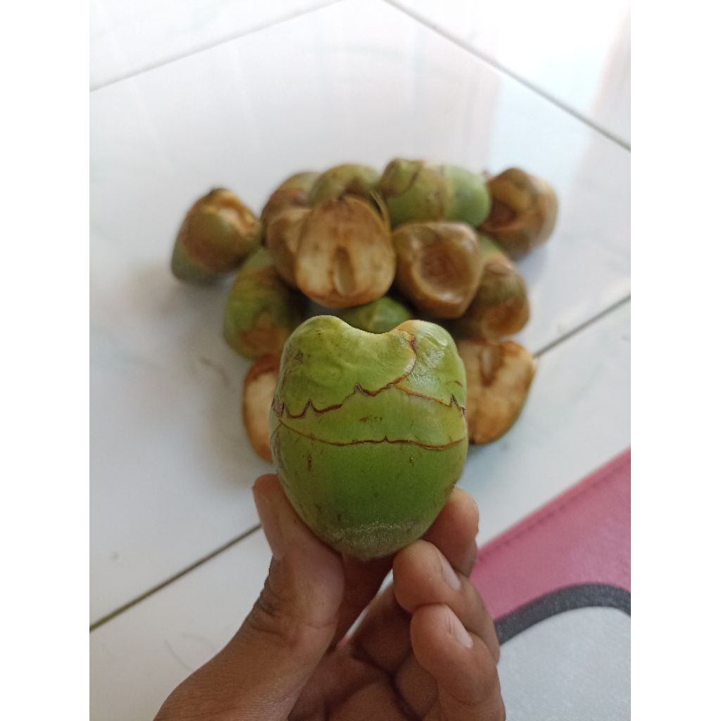 

Buah Beluluk kelapa kecil Tembuluk Bluluk segar isi 5 buah Obat Diabetes Kencing Manis