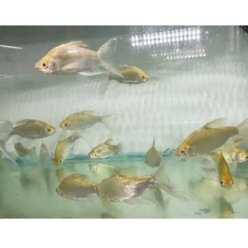 KAVIAT GREEN SLAYER 6-7CM