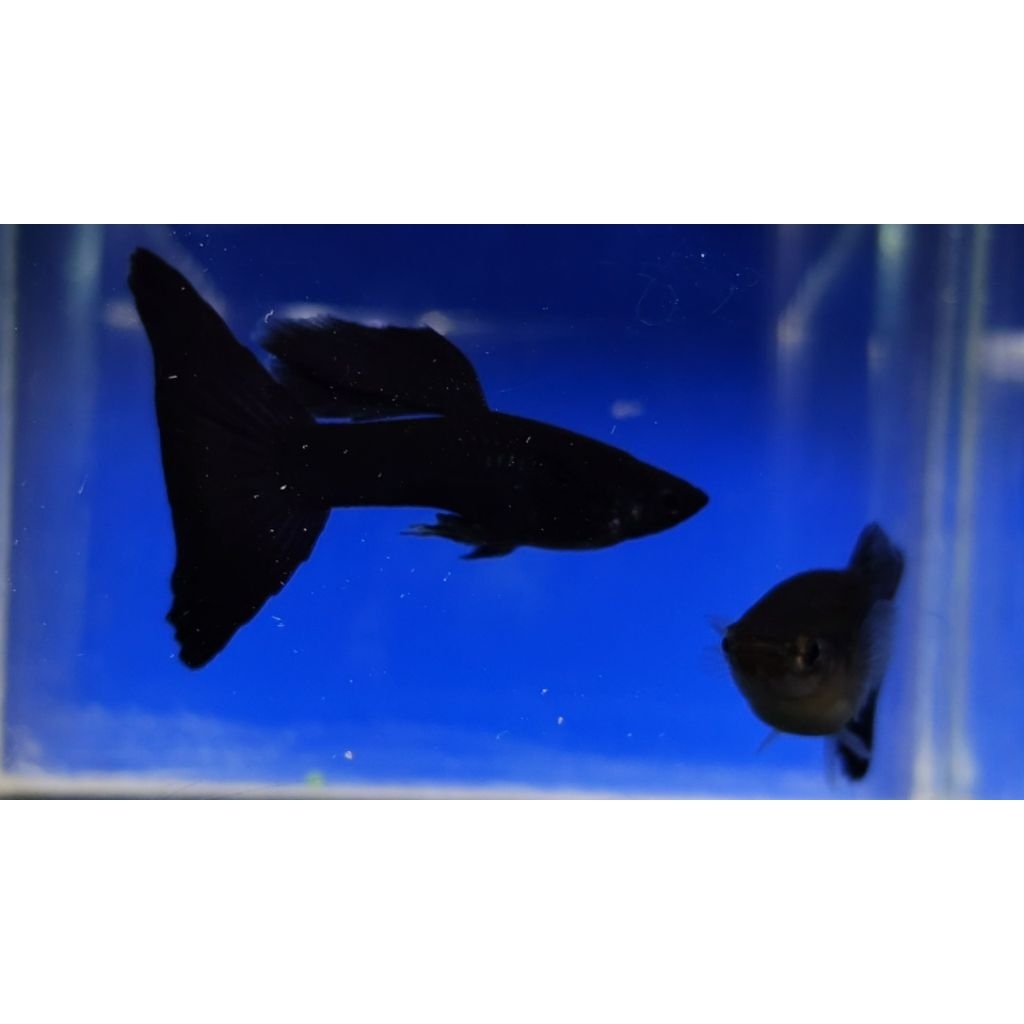 ikan hias guppy full black sepasang
