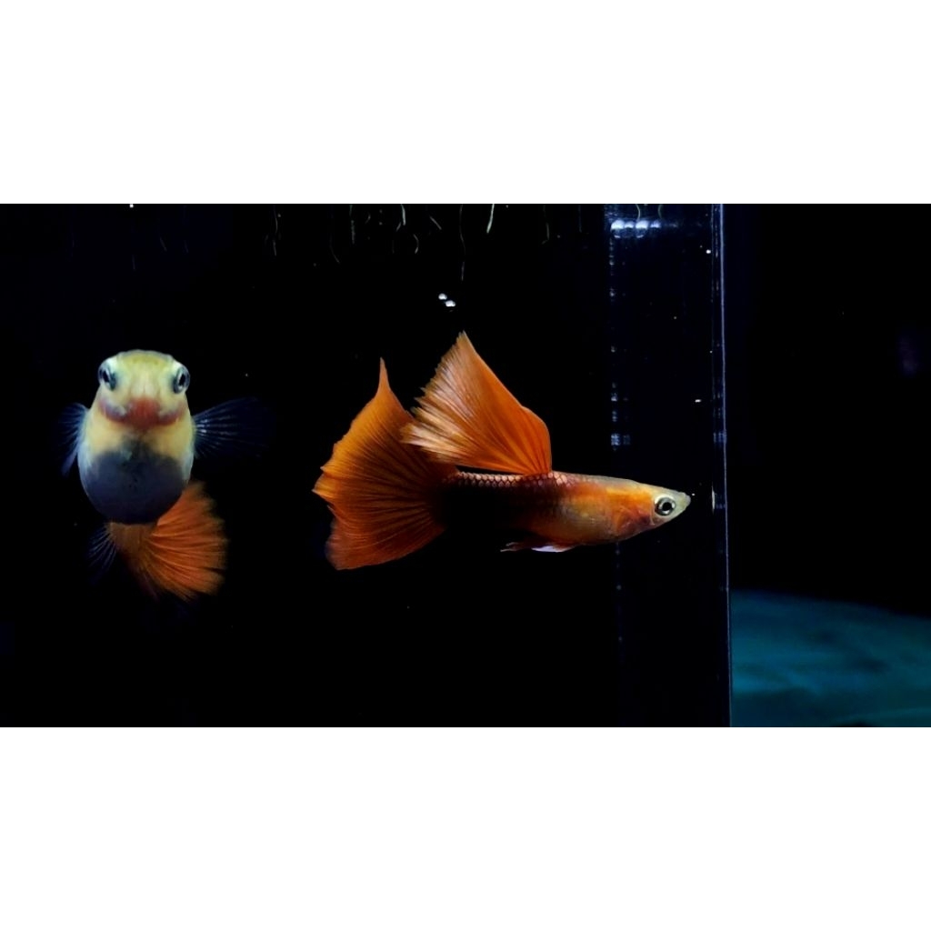 ikan hias guppy hb red sepasang