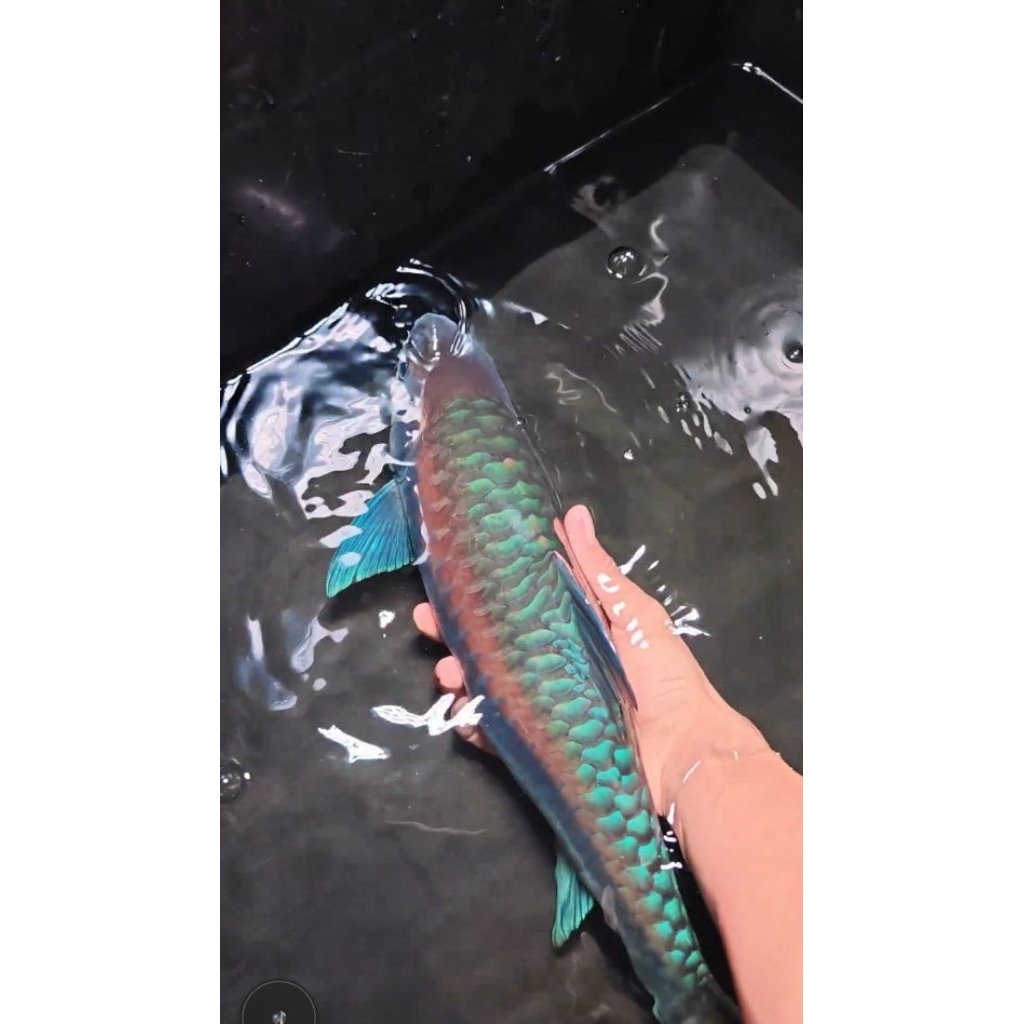 stiker, ikan mahseer neo heter 14cm-16cm/blue mahseer import dari cina