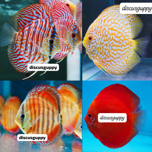 100 E Discus 3inch MIX SAMEDAY - Enhanced Edition