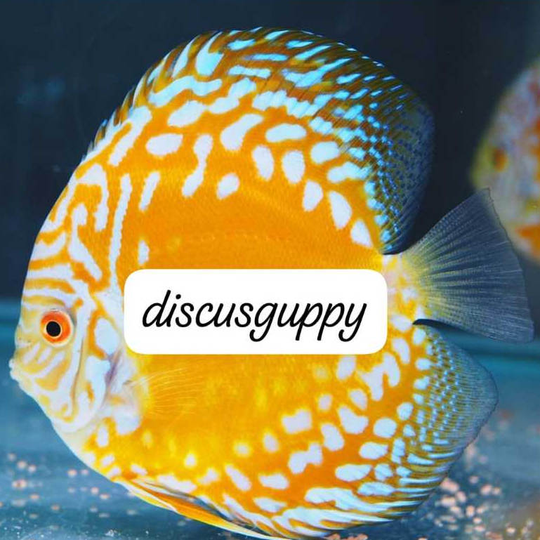 Yellow Panda Discus 4inch SAMEDAY - Enhanced Edition