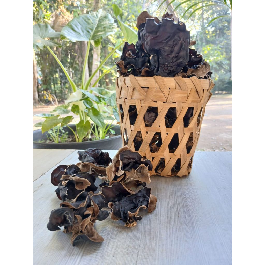 

SAYURAN JAMUR KUPING KERING JAMUR KUPING KERING HITAM JAMUR KUPING KERING PIPIH