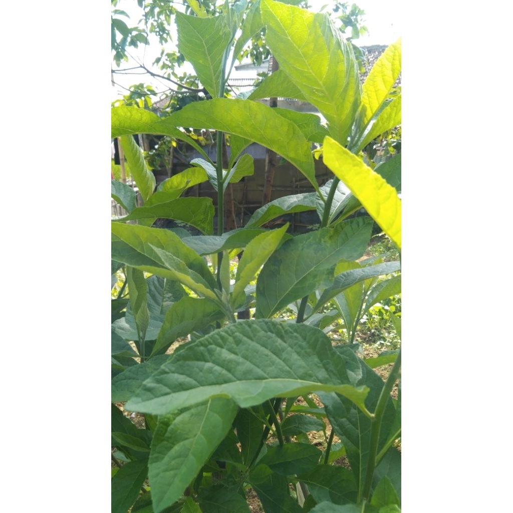 

DAUN ASSYIFA / AFRIKA SEGAR (Vernonia amygdalina)15 lembar