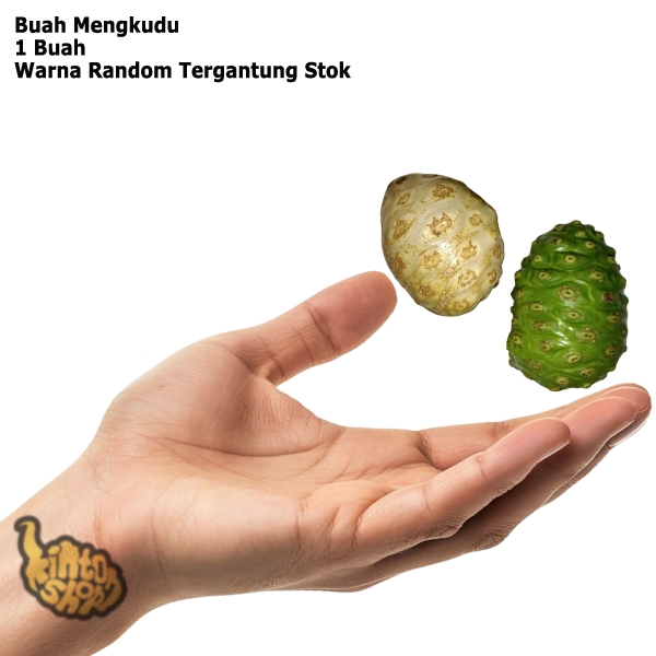 

Buah Mengkudu Segar Per 1 Pcs
