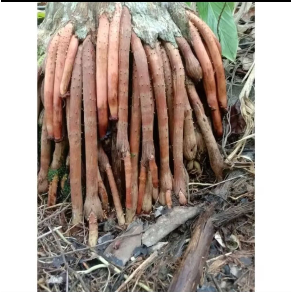 

akar pinang akar muda