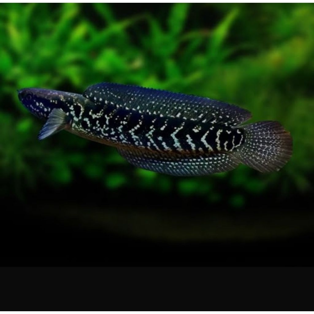 stiker asiatica rsws