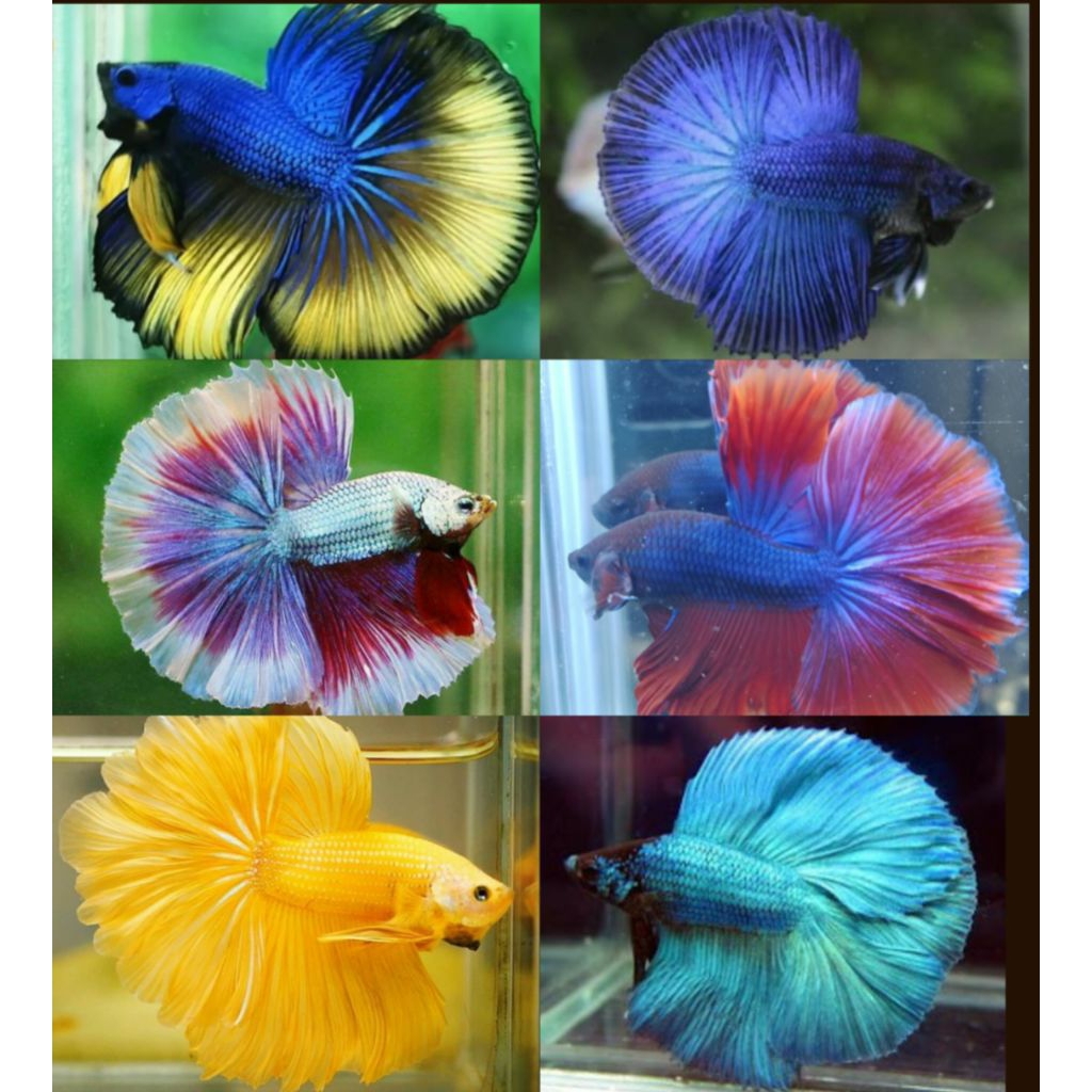 cupang halfmoon paket 5 ekor size M