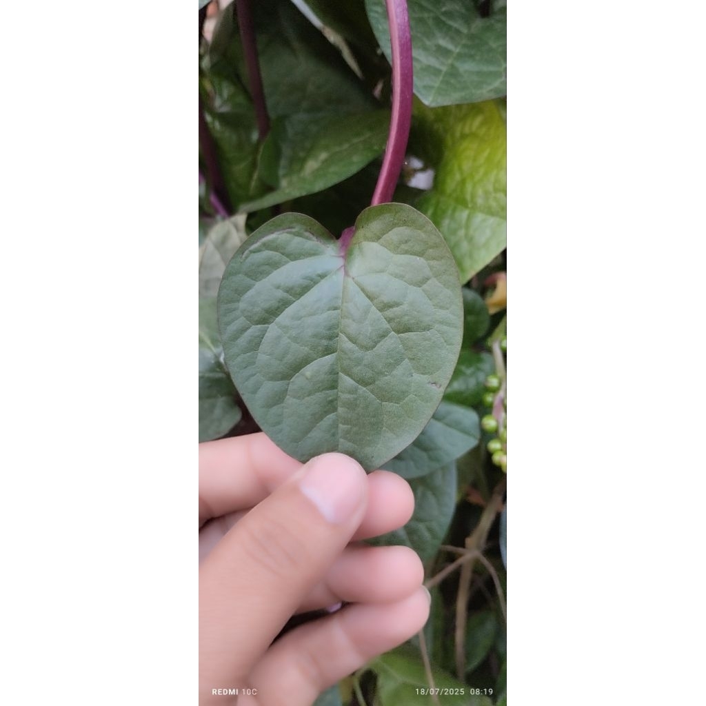 

DAUN BINAHONG MERAH SEGAR HARGA 30 LEMBAR