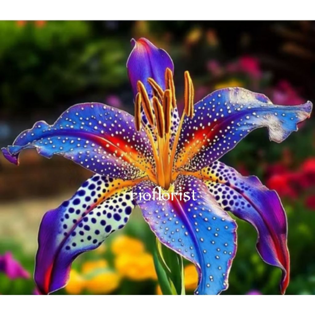 anggrek dendrobium import orchid love cantik sedling dewasa