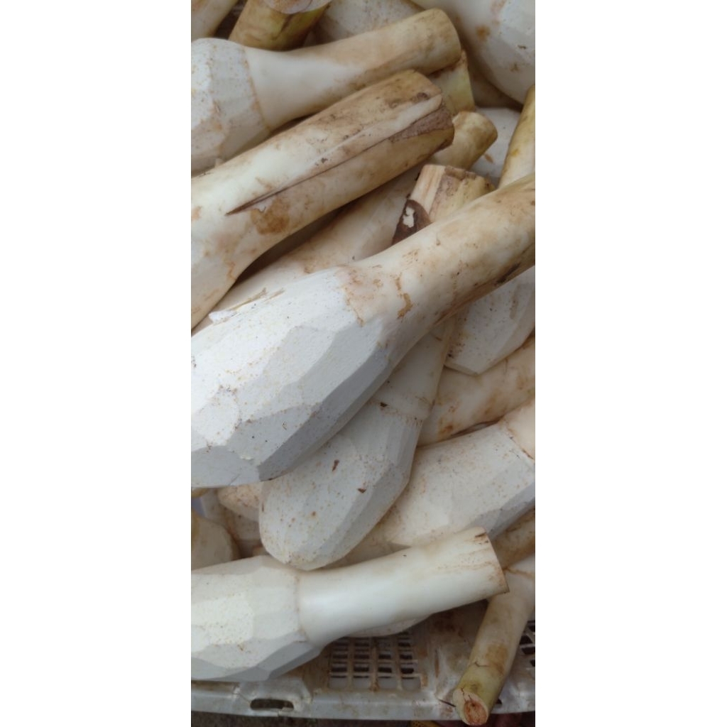 

Buah Umbi Bentol Bentul Talas segar